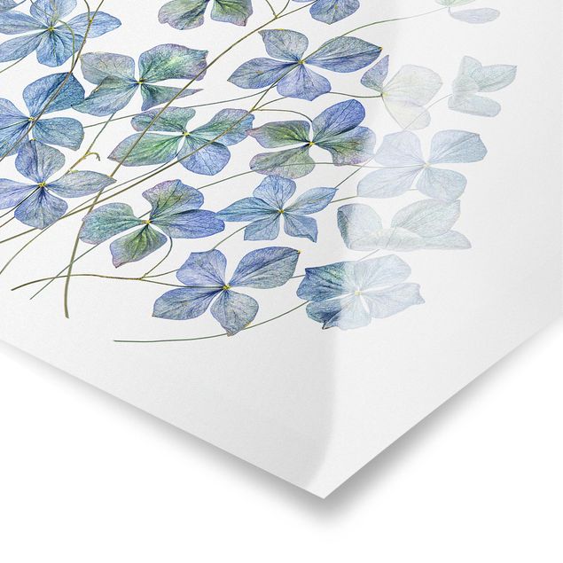 Posters Blue Hydrangea Flowers