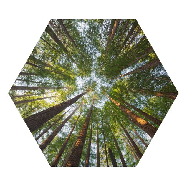 Hexagons Aluminium Dibond schilderijen Sequoia Tree Tops