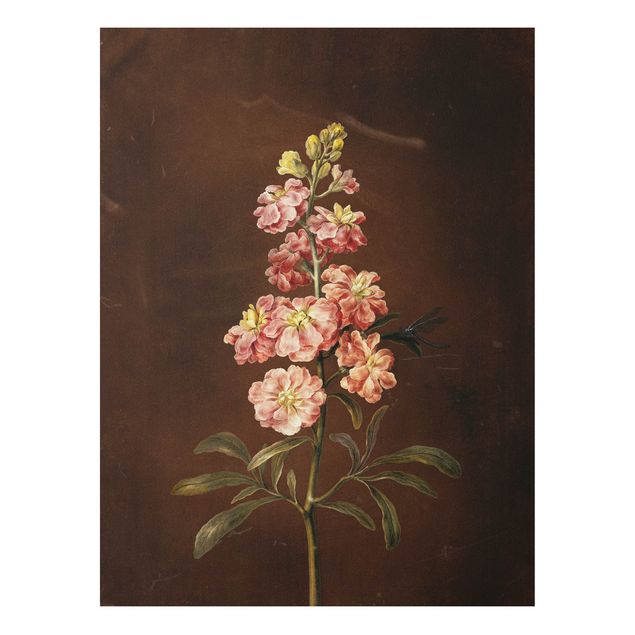 Forex schilderijen Barbara Regina Dietzsch - A Light Pink Gillyflower
