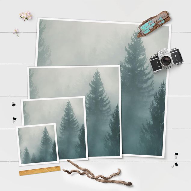 Posters Coniferous Forest In Fog