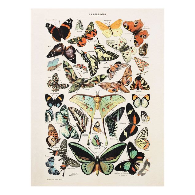 Forex schilderijen Vintage Board Butterflies And Moths
