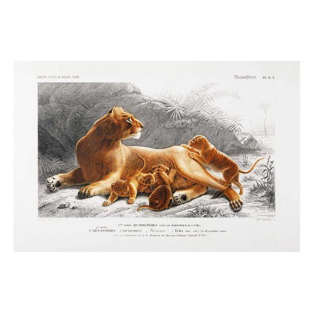 Forex schilderijen Vintage Board Lioness And Lion Cubs