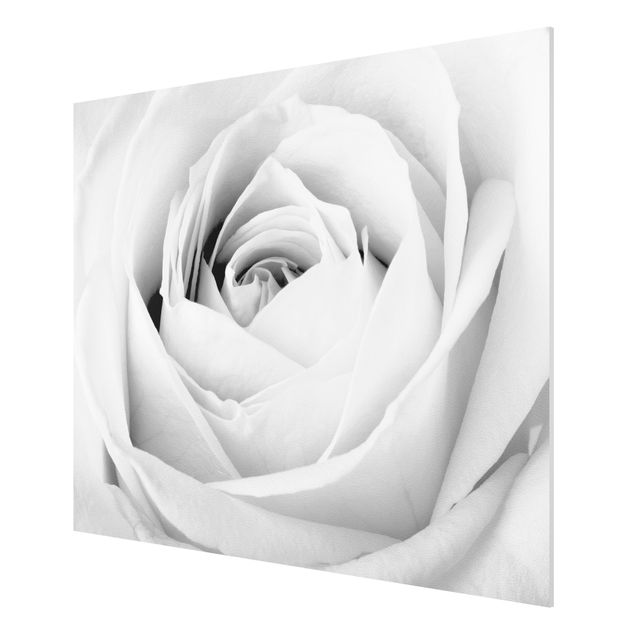 Forex schilderijen Close Up Rose