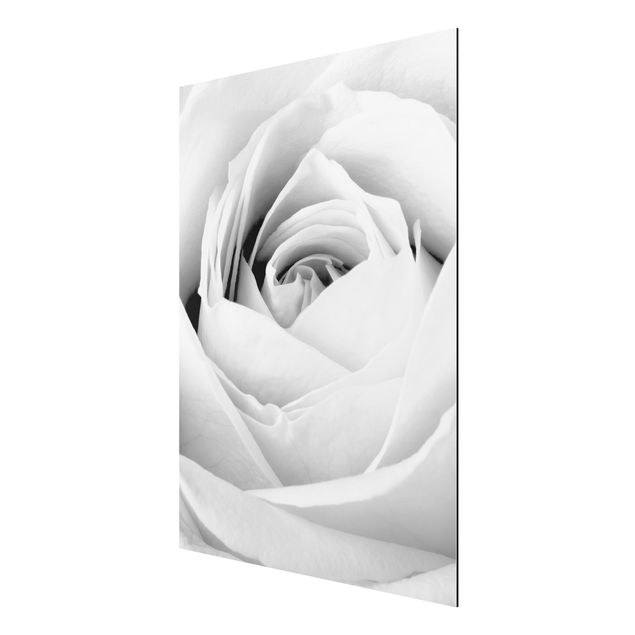 Aluminium Dibond schilderijen Close Up Rose