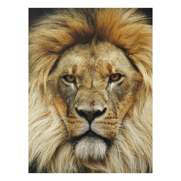 Aluminium Dibond schilderijen Wisdom Of Lion