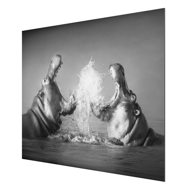 Aluminium Dibond schilderijen Hippo Fight