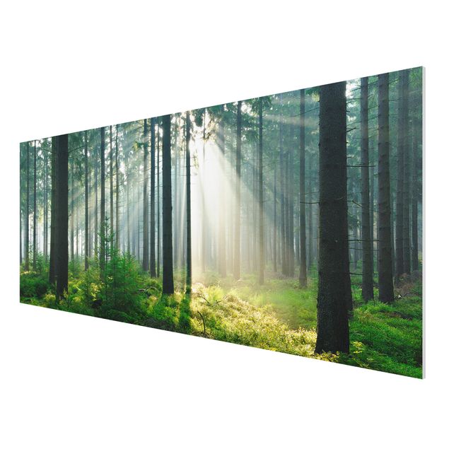 Forex schilderijen Enlightened Forest