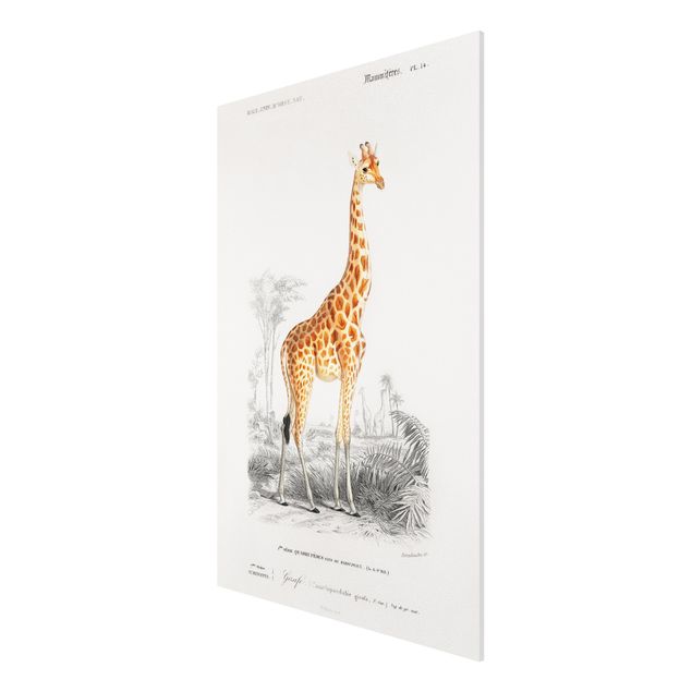 Forex schilderijen Vintage Board Giraffe