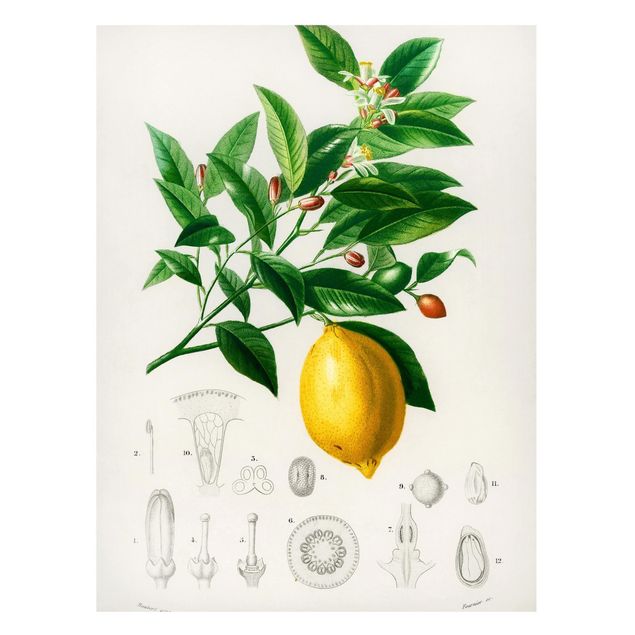 Magneetborden Botany Vintage Illustration Of Lemon