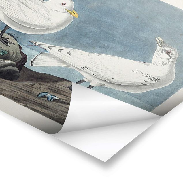Posters Vintage Board Ivory Gull