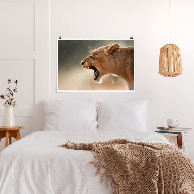 Posters Lioness on the hunt
