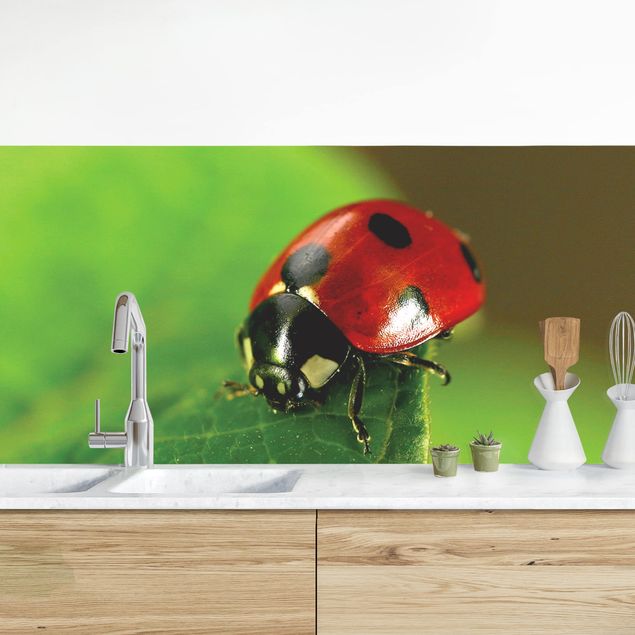Achterwand voor keuken dieren Lady Bird