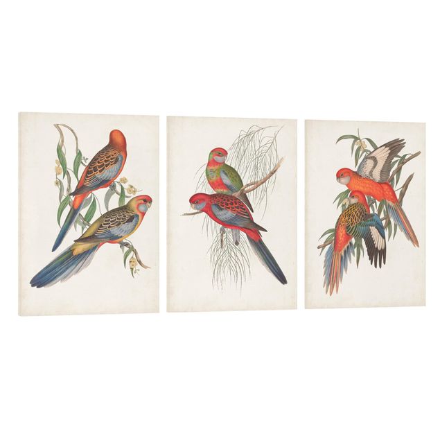 Canvas schilderijen - 3-delig Tropical Parrot Set I