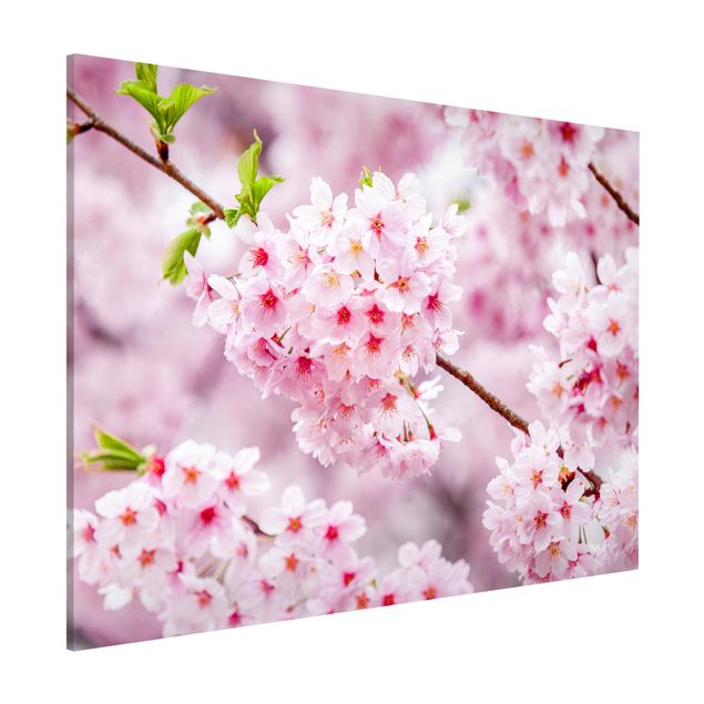 Magneetborden Japanese Cherry Blossoms