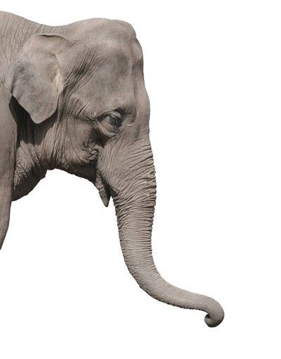 Raamstickers Elephant