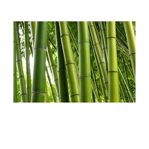 Raamfolie Bamboo