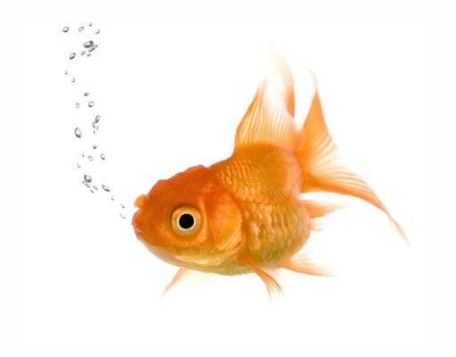 Raamfolie Flying Goldfish