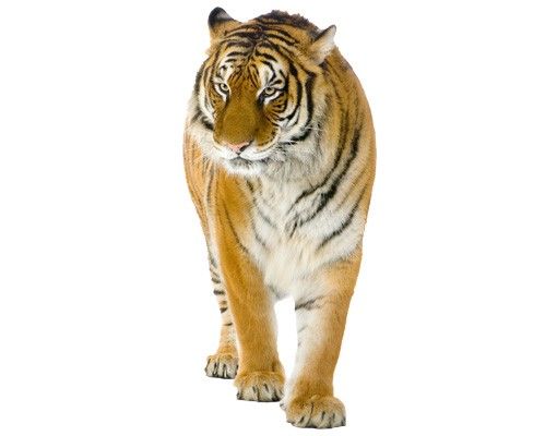 Muurstickers Afrika No.128 Indian Tiger