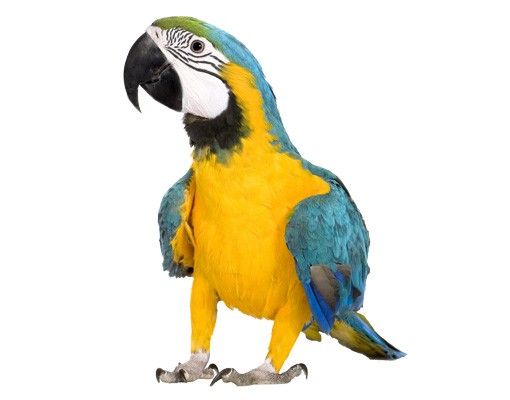 Muurstickers vogels Macaw