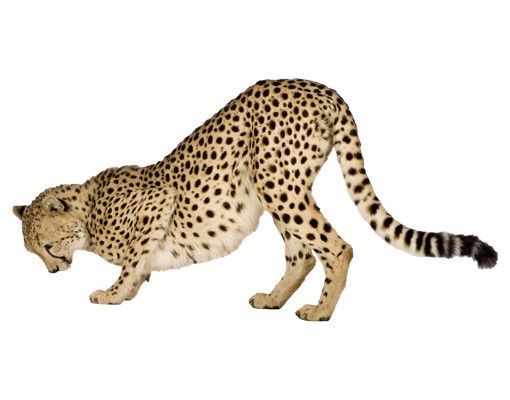 Muurstickers dieren No.145 Cheetah II