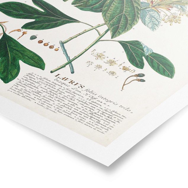 Posters Vintage Botanical Illustration Laurel