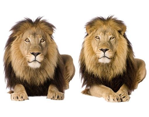 Muurstickers leeuw No.165 Two Lions