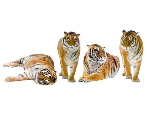 Muurstickers tijger No.167 Tiger Set II