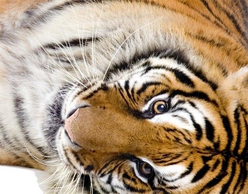 Muurstickers dieren No.167 Tiger Set II