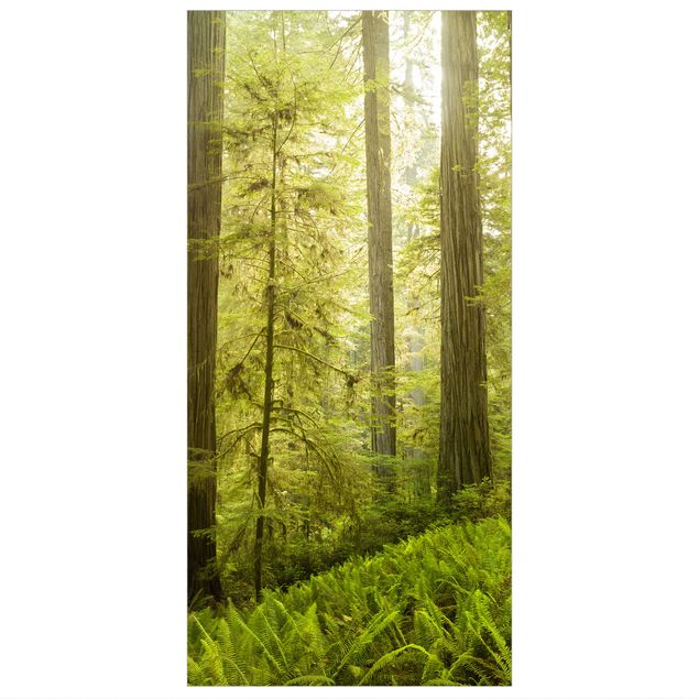 Ruimteverdeler Redwood State Park Forest View