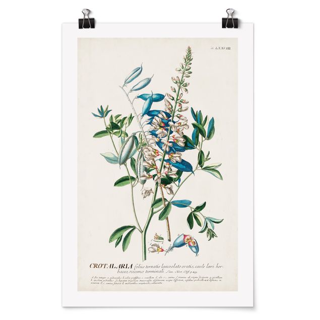 Posters Vintage Botanical Illustration Legumes