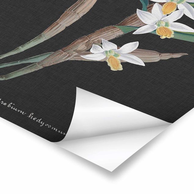 Posters White Orchid On Linen I