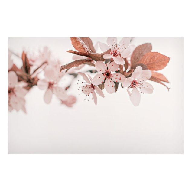 Magneetborden Delicate Cherry Blossoms On A Twig