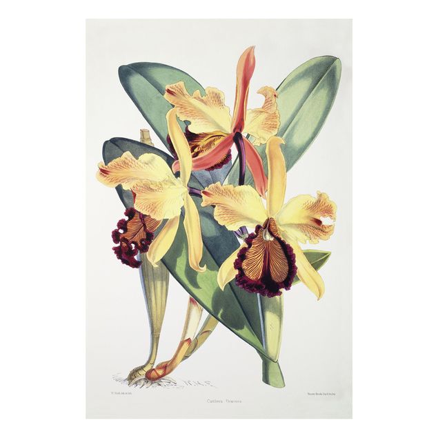 Forex schilderijen Walter Hood Fitch - Orchid