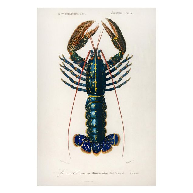 Magneetborden Vintage Board Blue Lobster