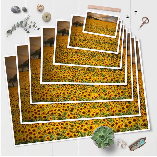 Posters Field With Sunflowers