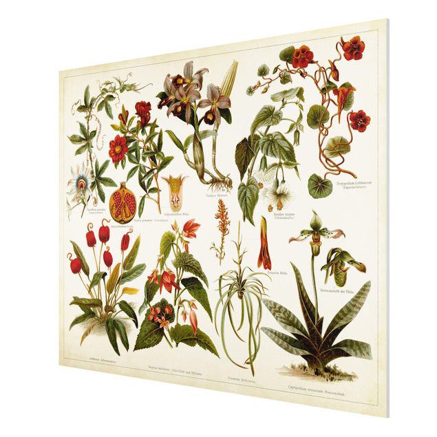 Forex schilderijen Vintage Board Tropical Botany II