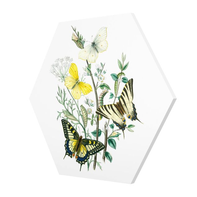 Hexagons Forex schilderijen British Butterflies III