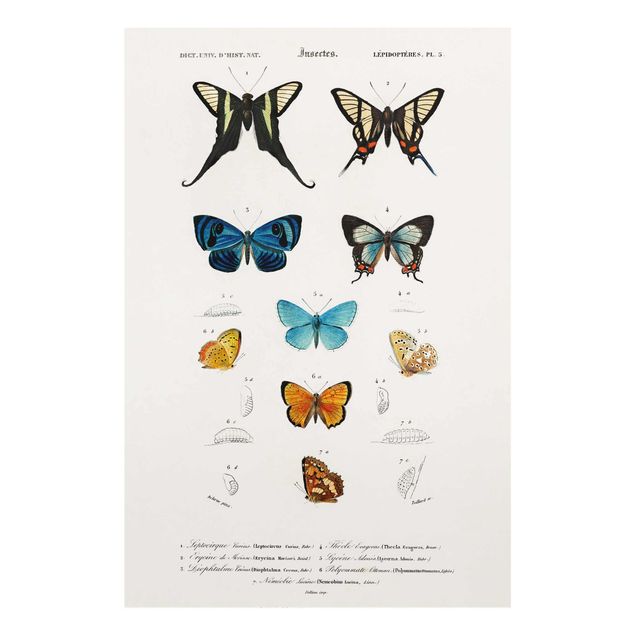 Glasschilderijen Vintage Board Butterflies I