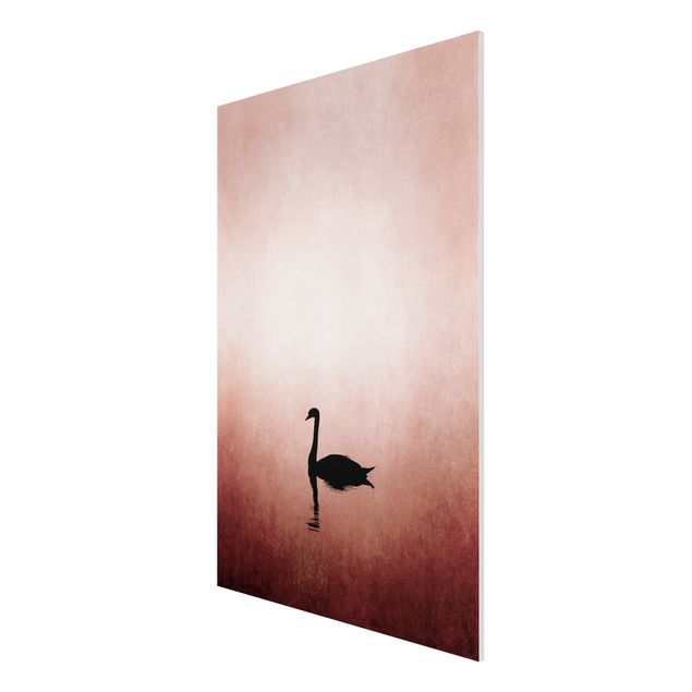 Forex schilderijen Swan In Sunset