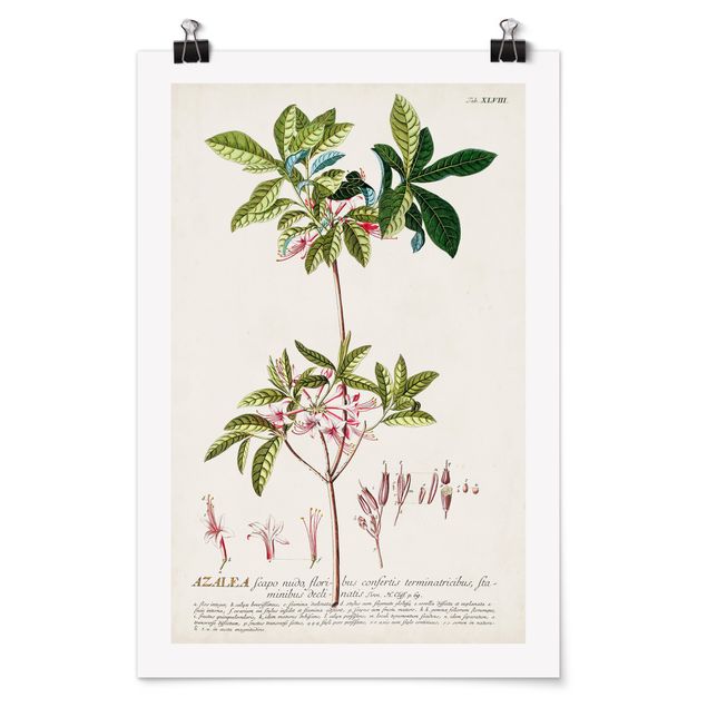 Posters Vintage Botanical Illustration Azalea