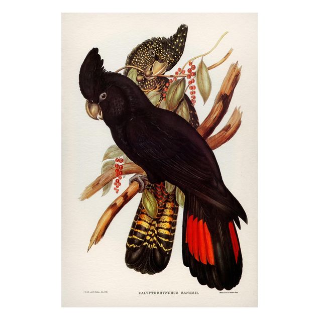 Magneetborden Vintage Illustration Black Cockatoo Black Gold