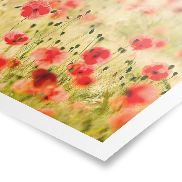 Posters Summer Poppies