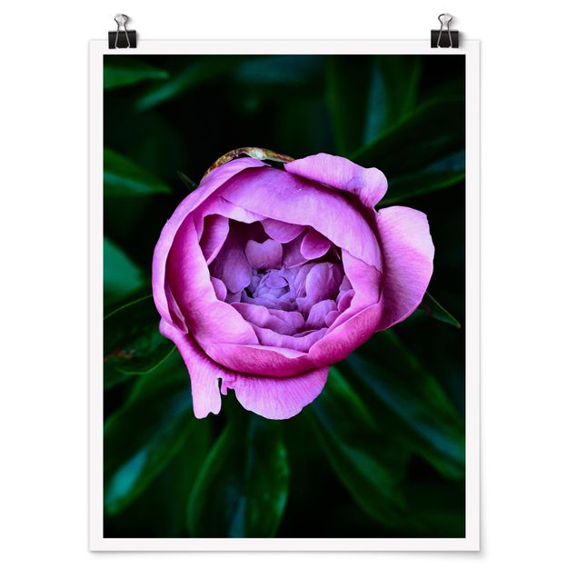 Posters Purple Peonies Blossoms In Front Of Leaves