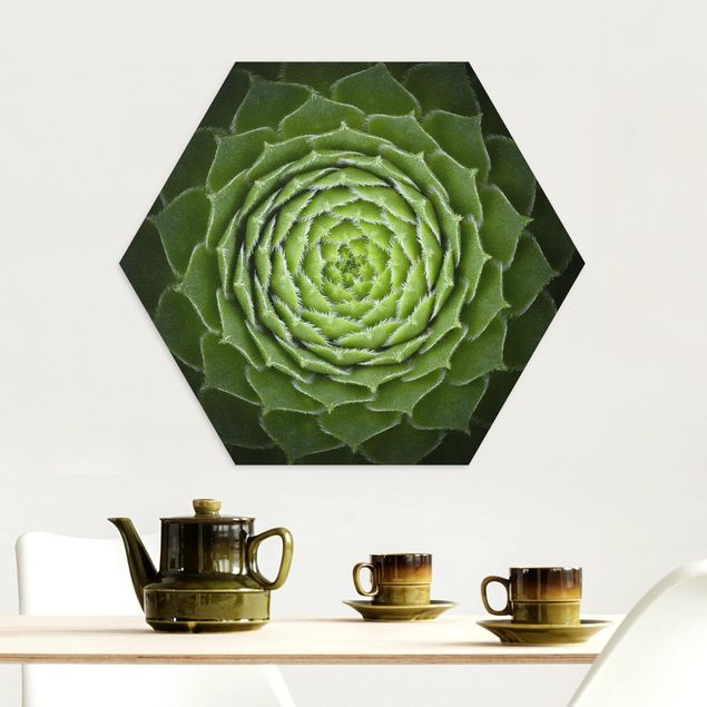 Hexagons Aluminium Dibond schilderijen Mandala Succulent