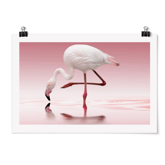 Posters Flamingo Dance