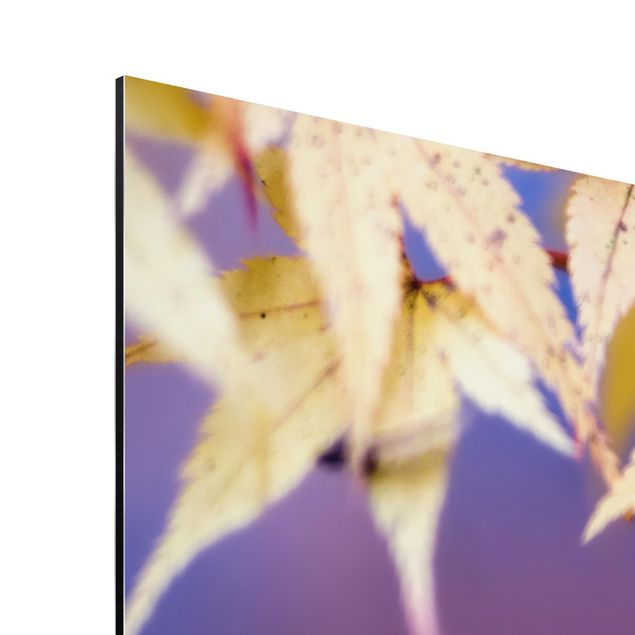 Aluminium Dibond schilderijen Autumn Maple Tree
