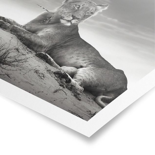 Posters Resting Lion