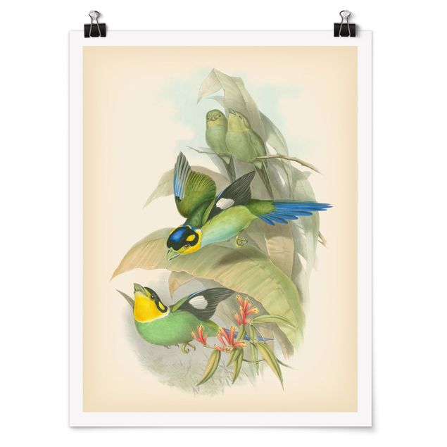 Posters Vintage Illustration Tropical Birds