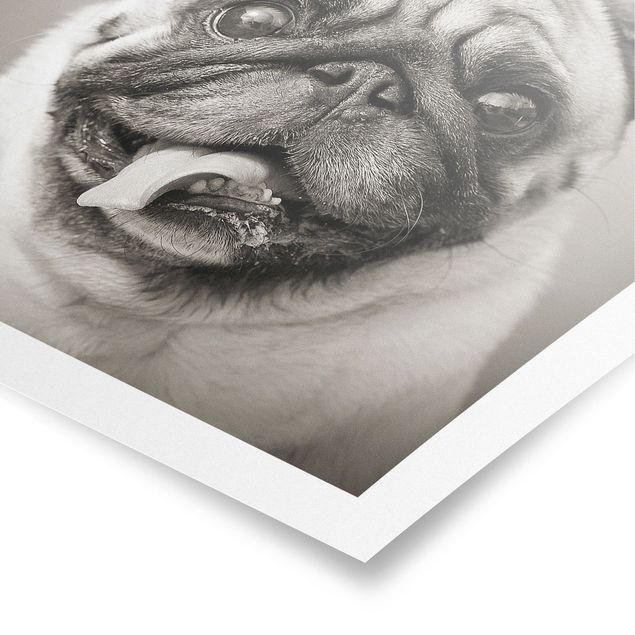 Posters Funny Pug