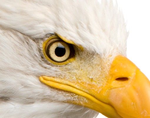 Tegelstickers Eye of the Eagle